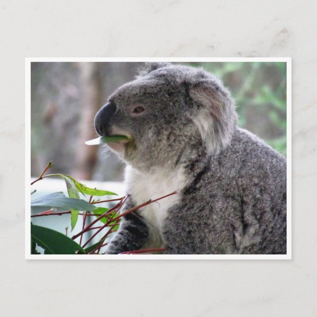 koala lunch postcard (Front)