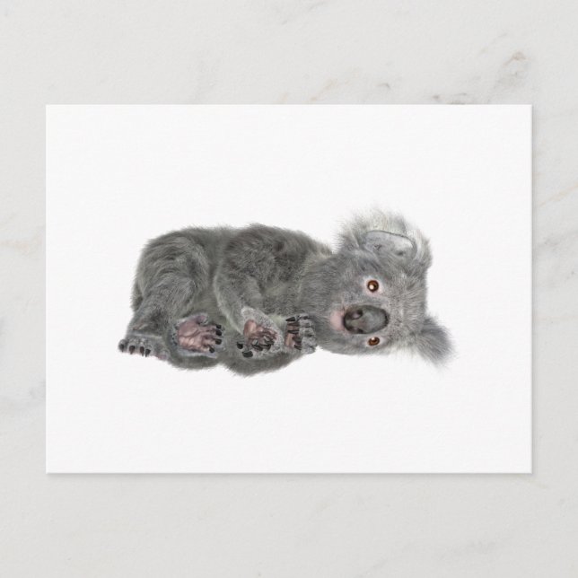 Koala Lying Down Postcard (Front)