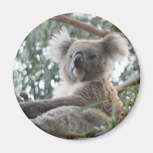 Koala Magnet (Front)