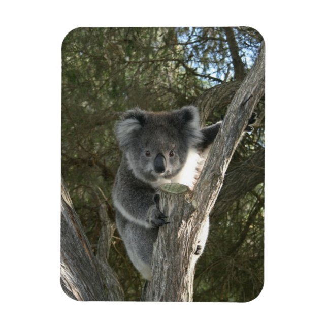 Koala Magnet (Vertical)