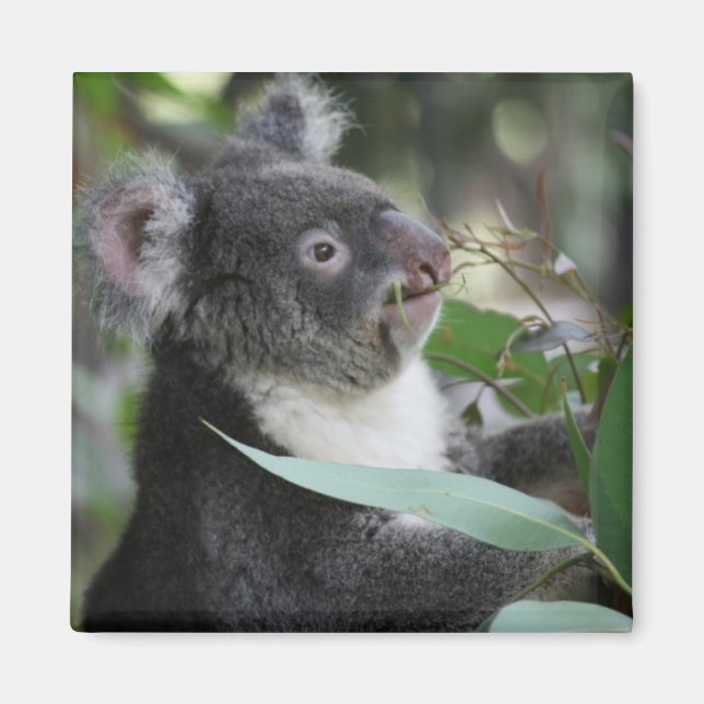 Koala Magnet (Front)
