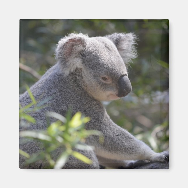 Koala Magnet (Front)