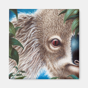 Koala Magnet