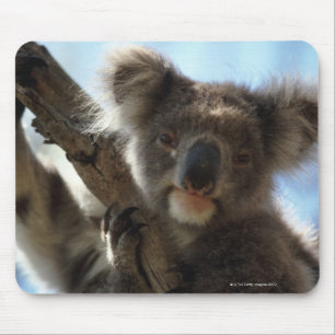 koala mouse mat