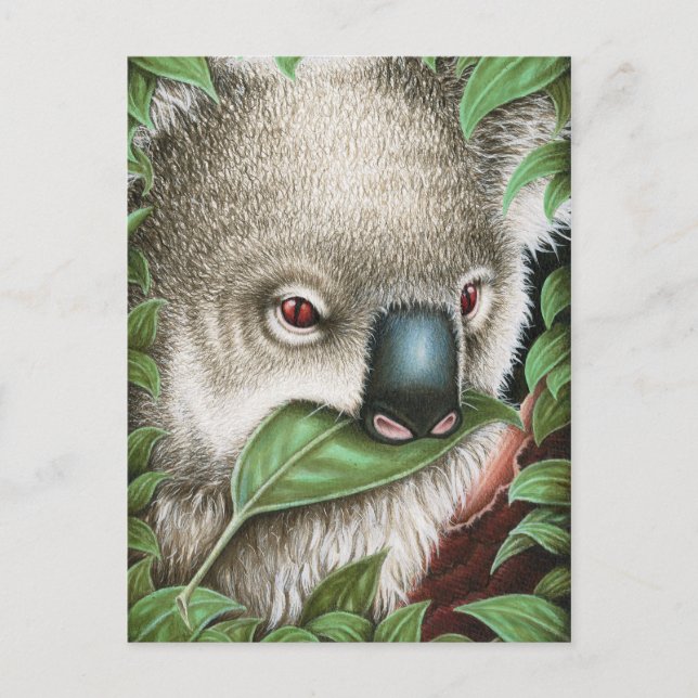 Koala Munching a Leaf Postcard (Front)