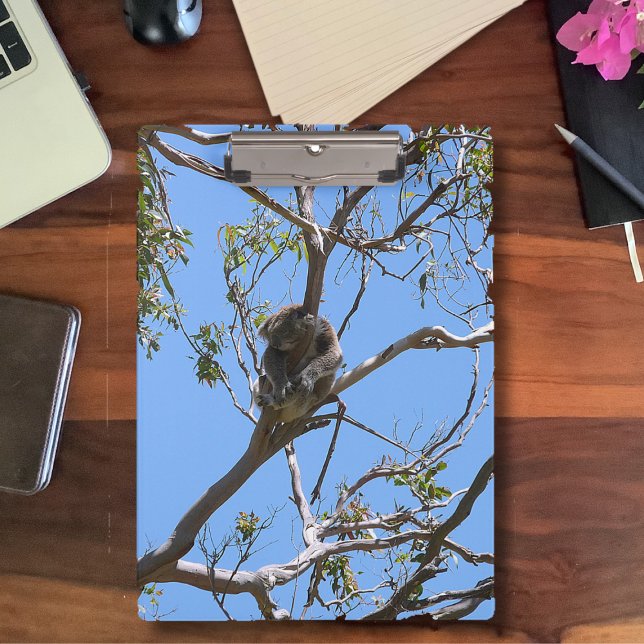 Koala Nap Clipboard (Creator Uploaded)