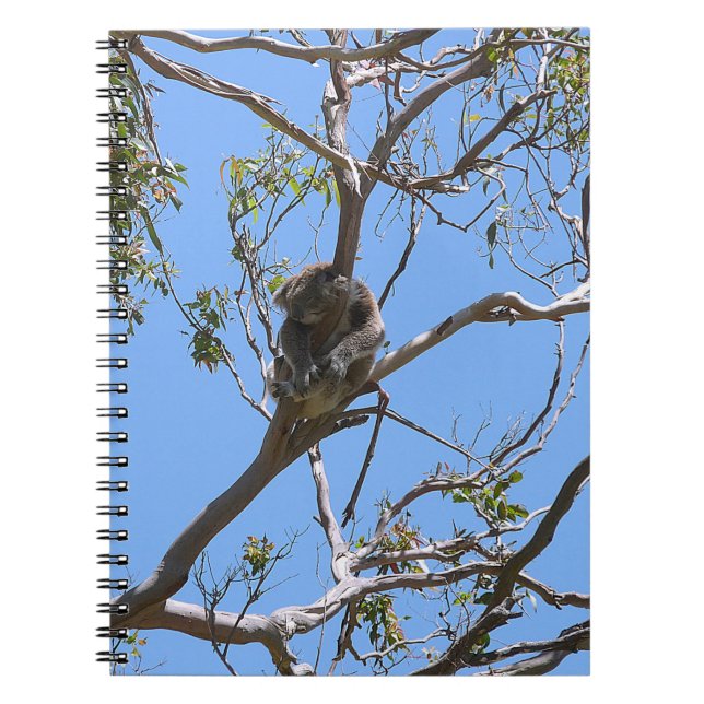 Koala Nap Notebook (Front)