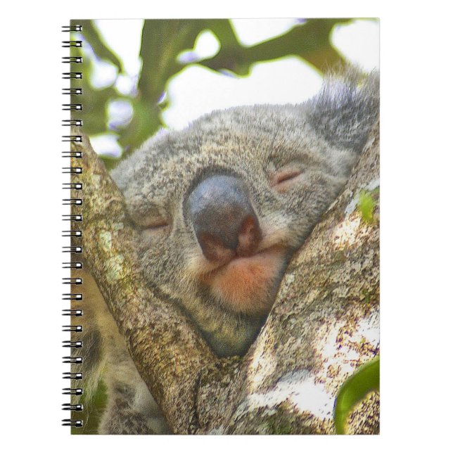 Koala Notebook (Front)