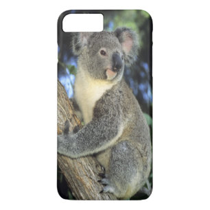 Koala, Phascolarctos cinereus), Australia, iPhone 8 Plus/7 Plus Case