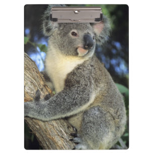 Koala, Phascolarctos cinereus), Australia, Clipboard