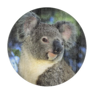 Koala, Phascolarctos cinereus), Australia, Cutting Board