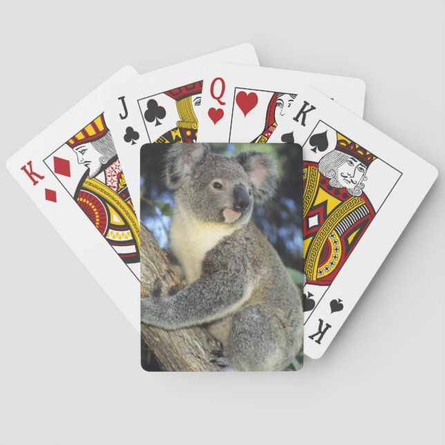 Koala, Phascolarctos cinereus), Australia, Playing Cards (Back)