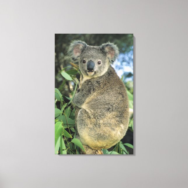 Koala, Phascolarctos cinereus), endangered, Canvas Print (Front)
