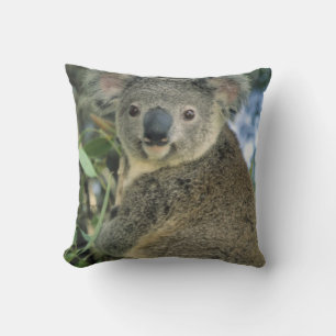 Koala, Phascolarctos cinereus), endangered, Cushion