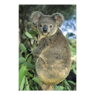Koala, Phascolarctos cinereus), endangered, Photo Print