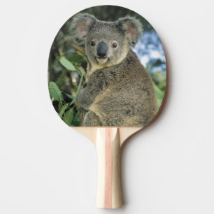 Koala, Phascolarctos cinereus), endangered, Ping Pong Paddle