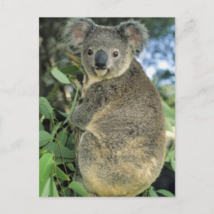 Koala, Phascolarctos cinereus), endangered, Postcard