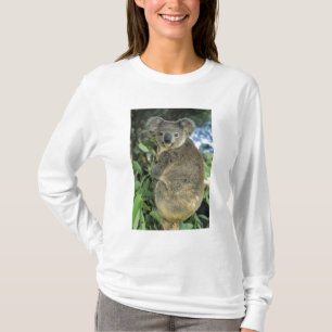 Koala, Phascolarctos cinereus), endangered, T-Shirt