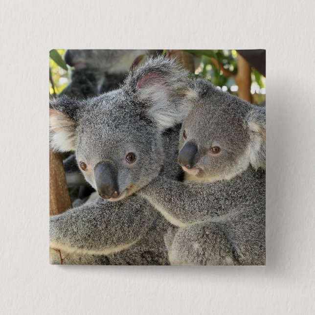 Koala Phascolarctos cinereus Queensland . 15 Cm Square Badge (Front)
