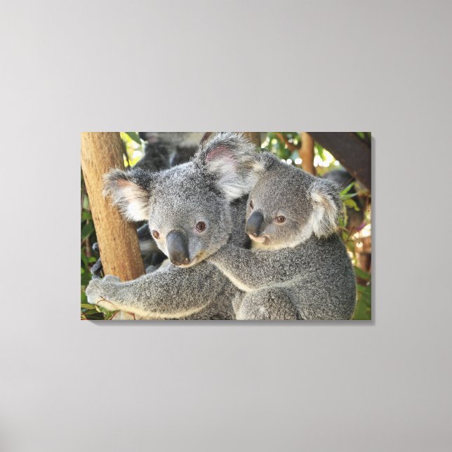Koala Phascolarctos cinereus Queensland . Canvas Print (Front)