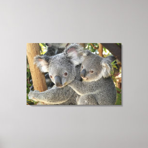 Koala Phascolarctos cinereus Queensland . Canvas Print