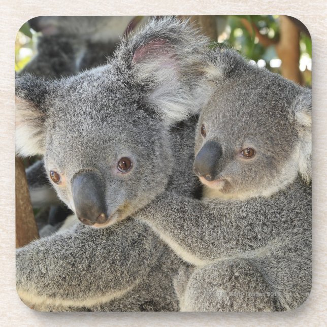 Koala Phascolarctos cinereus Queensland . Coaster (Front)