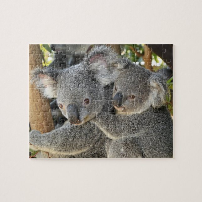 Koala Phascolarctos cinereus Queensland . Jigsaw Puzzle (Horizontal)