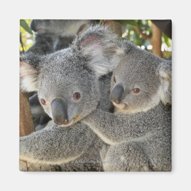 Koala Phascolarctos cinereus Queensland . Magnet (Front)
