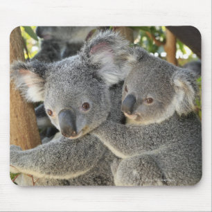Koala Phascolarctos cinereus Queensland . Mouse Mat