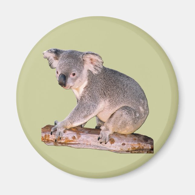 Koala Picture Magnet (Front)
