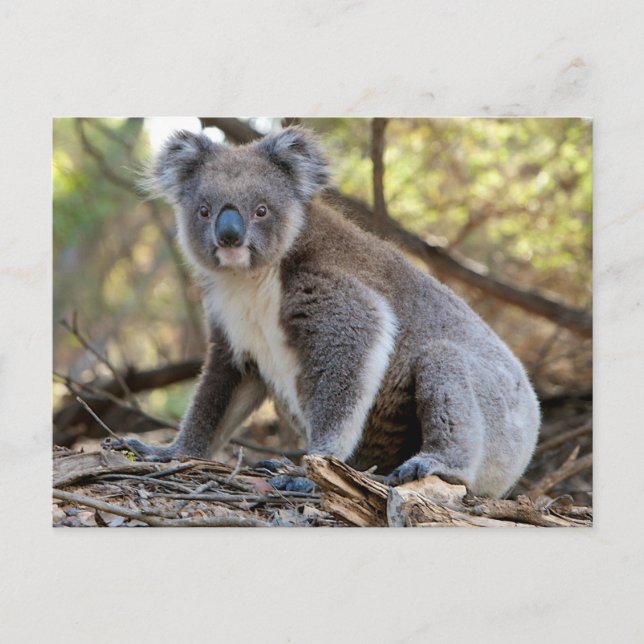 Koala Postcard (Front)