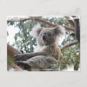 Koala Postcard