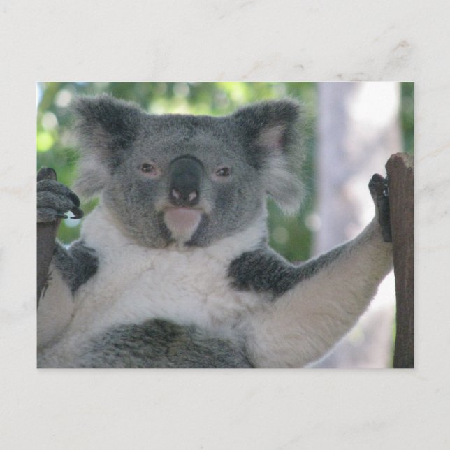 Koala Postcard (Front)