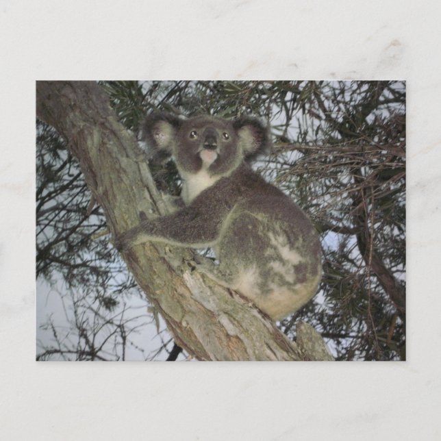 Koala Postcard (Front)
