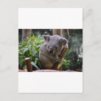 Koala Postcard