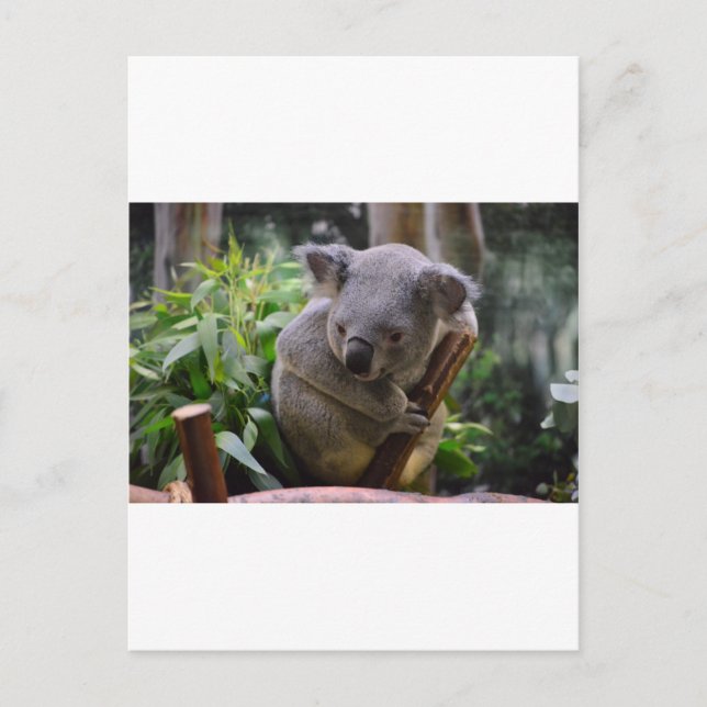 Koala Postcard (Front)