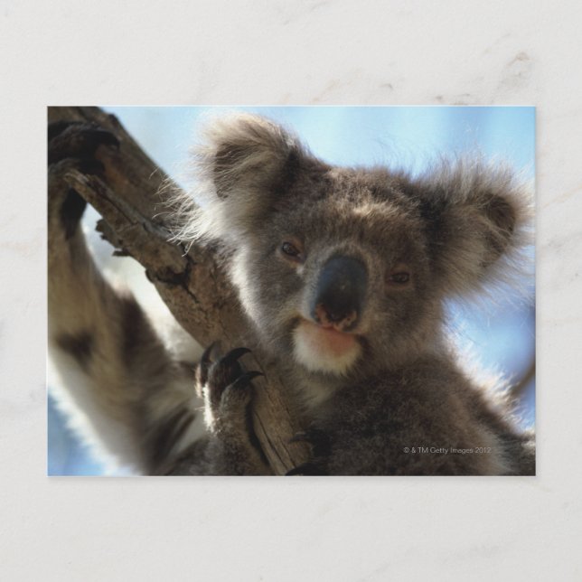 koala postcard (Front)