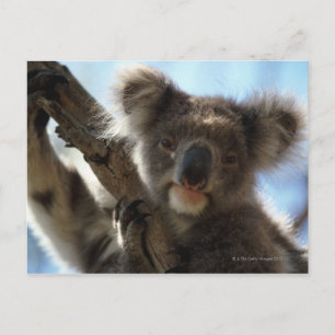 koala postcard