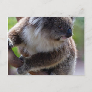 Koala Postcard