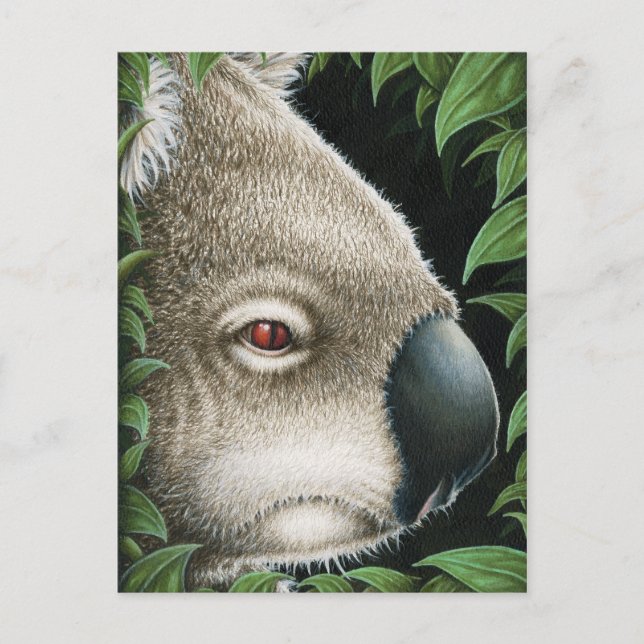 Koala Postcard (Front)