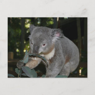 Koala Postcard