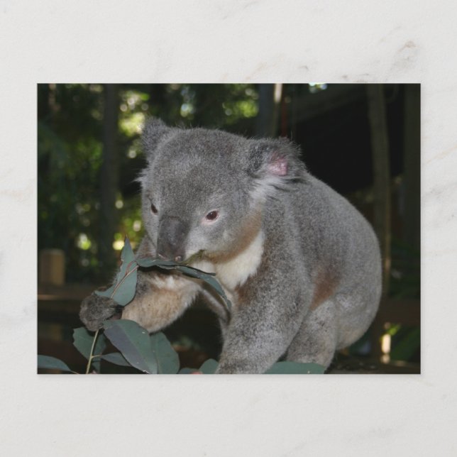 Koala Postcard (Front)