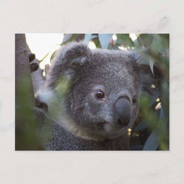 Koala Postcard (Front)