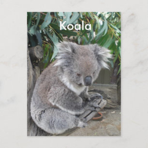 Koala Postcard