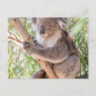 Koala Postcard