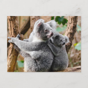 Koala Postcard