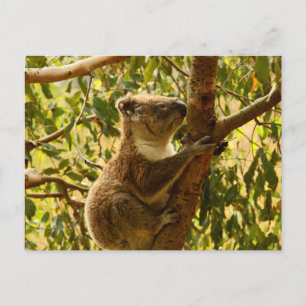 Koala Postcard
