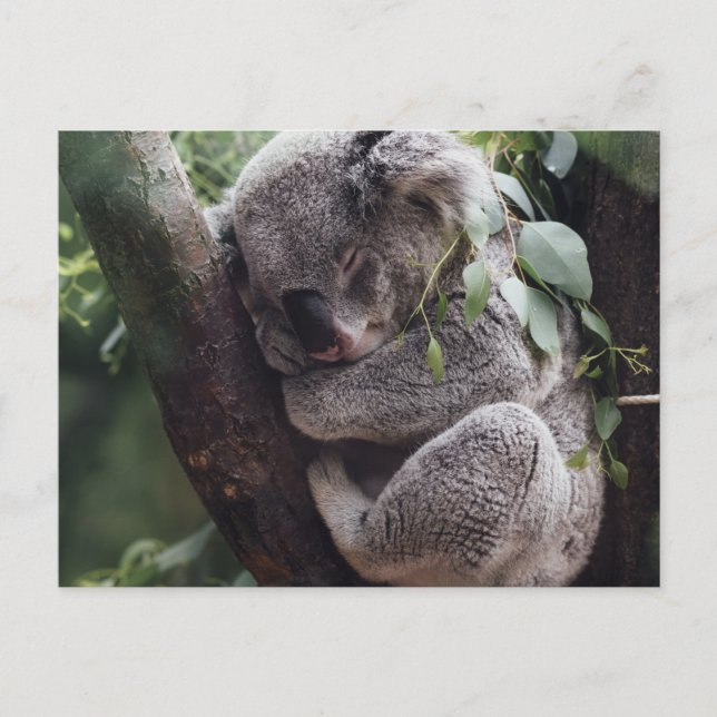 Koala Postcard (Front)