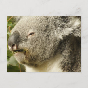 Koala Postcard