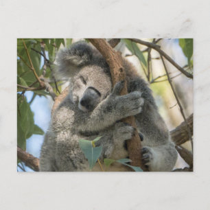 Koala Postcard